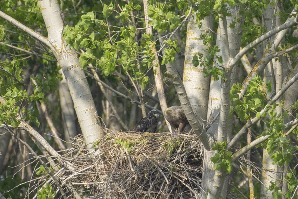 Águila Cola Blanca Nido Con Pájaros Pequeños Haliaetus Albicilla — Foto de Stock