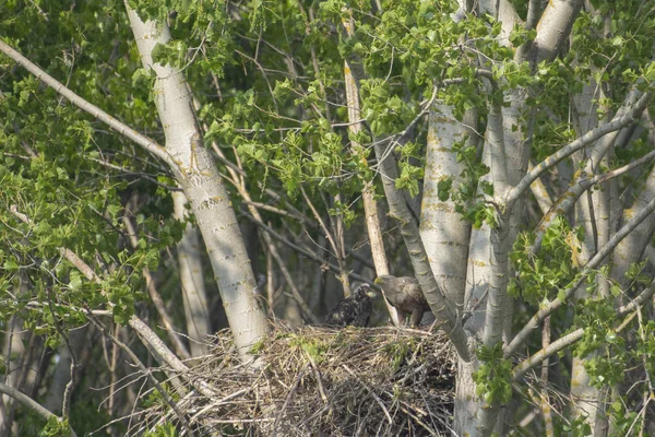 Белохвостый Орел Гнезде Маленькими Птичками Haliaetus Albicilla — стоковое фото