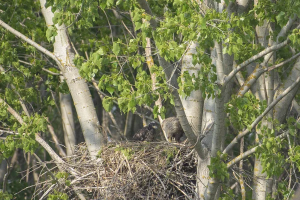 Witstaartarend Het Nest Met Kleine Vogels Haliaetus Albicilla — Stockfoto