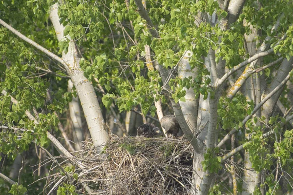 Witstaartarend Het Nest Met Kleine Vogels Haliaetus Albicilla — Stockfoto
