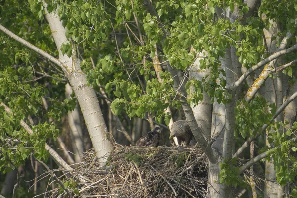 Aquila Dalla Coda Bianca Nel Nido Con Piccoli Uccelli Haliaetus — Foto Stock