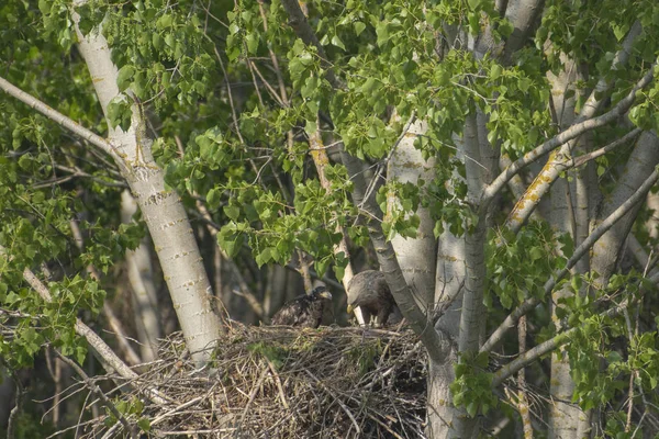 Águila Cola Blanca Nido Con Pájaros Pequeños Haliaetus Albicilla — Foto de Stock