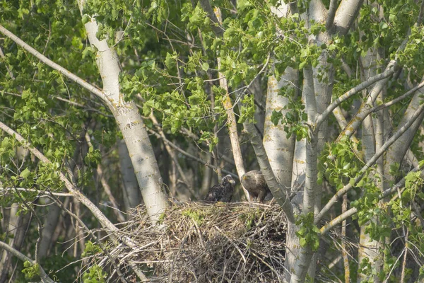 Witstaartarend Het Nest Met Kleine Vogels Haliaetus Albicilla Rechtenvrije Stockfoto's