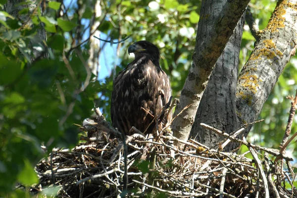 小さな鳥と巣の中の白い尾のワシ Haliaetus Albiilla — ストック写真