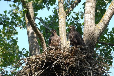 Yuvasında beyaz kuyruklu kartal ve küçük kuşlar Haliaetus albicilla