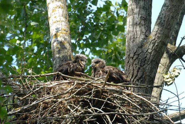 Aigle Queue Blanche Dans Nid Avec Petits Oiseaux Haliaetus Albicilla — Photo