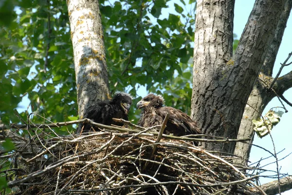 小さな鳥と巣の中の白い尾のワシ Haliaetus Albiilla — ストック写真