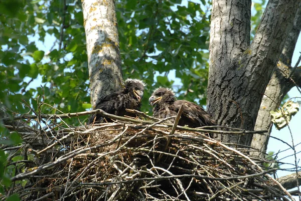 Águia Cauda Branca Ninho Com Aves Pequenas Haliaetus Albicilla — Fotografia de Stock