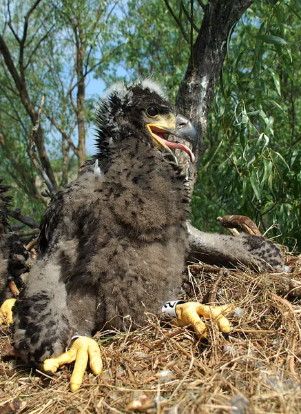 白尾鹰与小鸟筑巢中的白尾鹰 — 图库照片