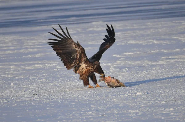 Hermoso Águila Grande Hielo Con Peces Capturados — Foto de Stock
