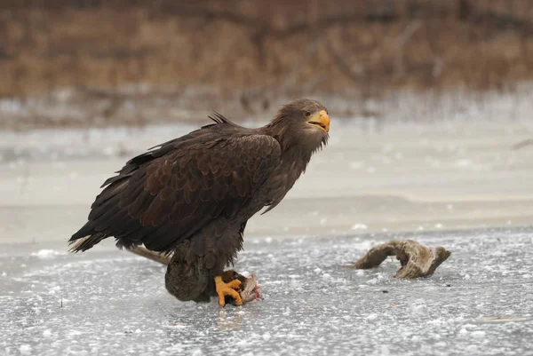 Schöner Großer Adler Auf Dem Eis Mit Gefangenen Fischen — Stockfoto