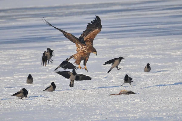 Prachtige Grote Adelaar Het Ijs Met Gevangen Vis — Stockfoto