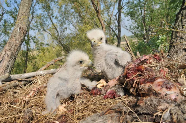 Aigle Queue Blanche Dans Nid Avec Petits Oiseaux Haliaetus Albicilla — Photo