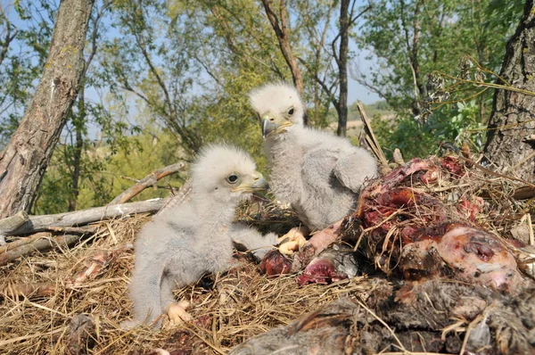 Witstaartarend Het Nest Met Kleine Vogels Haliaetus Albicilla — Stockfoto