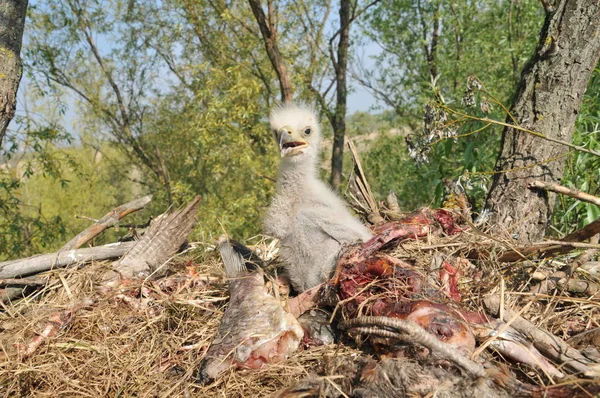 白尾鹰与小鸟筑巢中的白尾鹰 — 图库照片