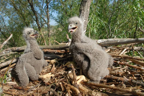 Águila Cola Blanca Nido Con Pájaros Pequeños Haliaetus Albicilla — Foto de Stock