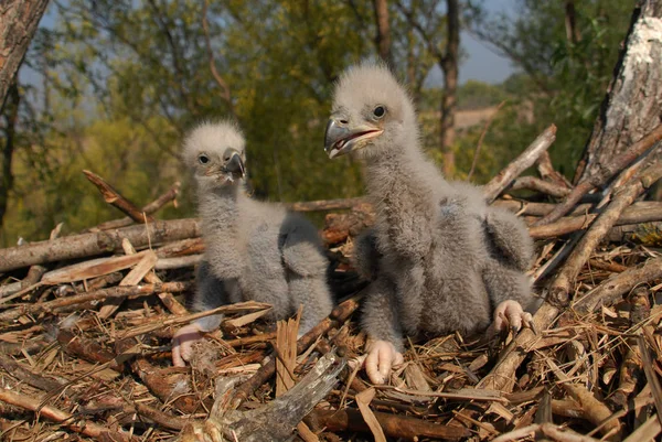 White Tailed Eagle Nest Small Birds Haliaetus Albicilla — Stock Photo, Image