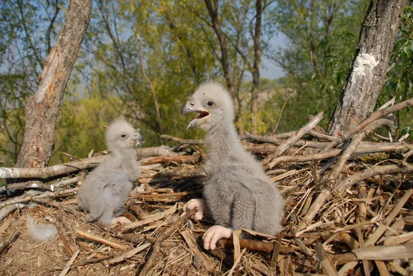 Águila Cola Blanca Nido Con Pájaros Pequeños Haliaetus Albicilla —  Fotos de Stock