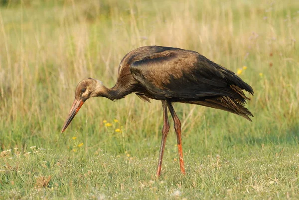 Λευκή Stork Βρώμικο Πετρελαϊκή Καταστροφή — Φωτογραφία Αρχείου