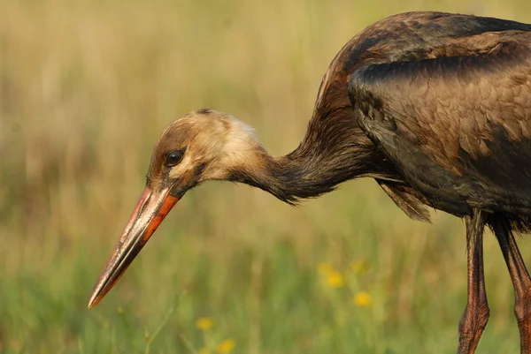 White Stork Dirty Oil Catastrophe — Stock Photo, Image