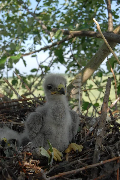 Seeadler Nest Mit Kleinen Vögeln Haliaetus Albicilla — Stockfoto