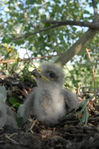 Белохвостый Орел Гнезде Маленькими Птичками Haliaetus Albicilla — стоковое фото