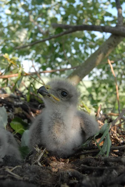 Witstaartarend Het Nest Met Kleine Vogels Haliaetus Albicilla — Stockfoto