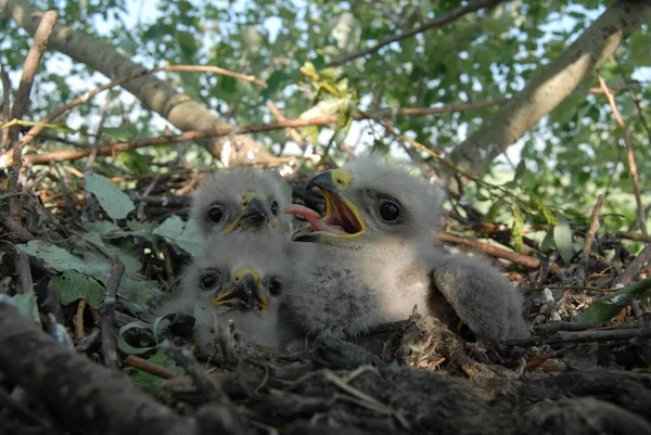 White Tailed Eagle Nest Small Birds Haliaetus Albicilla — Stock Photo, Image