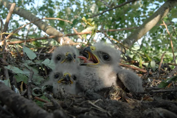 Seeadler Nest Mit Kleinen Vögeln Haliaetus Albicilla — Stockfoto