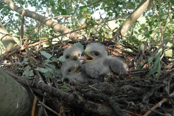 Witstaartarend Het Nest Met Kleine Vogels Haliaetus Albicilla — Stockfoto