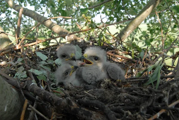 White Tailed Eagle Nest Small Birds Haliaetus Albicilla — Stock Photo, Image