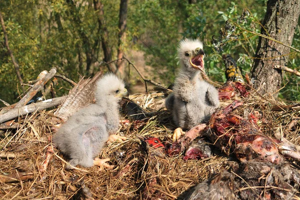 Aigle Queue Blanche Dans Nid Avec Petits Oiseaux Haliaetus Albicilla — Photo