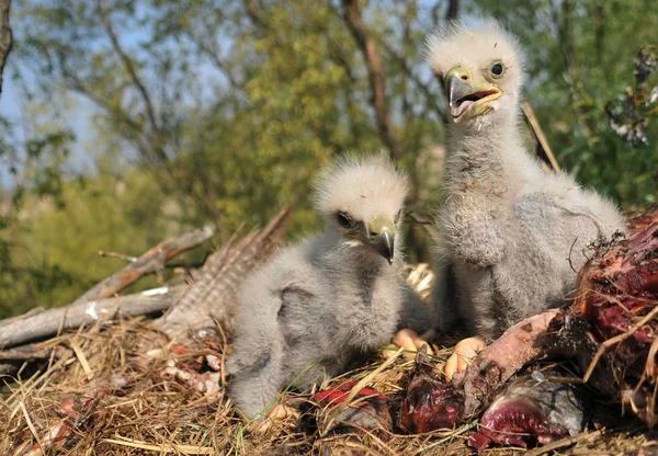 Білохвостий Орел Гнізді Дрібними Птахами Haliaetus Albicilla — стокове фото