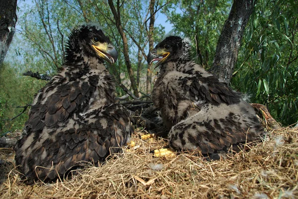 Yuvasında Beyaz Kuyruklu Kartal Küçük Kuşlar Haliaetus Albicilla Stok Fotoğraf