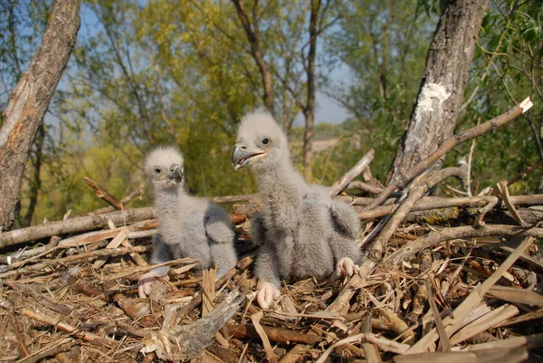 小さな鳥と巣の中の白い尾のワシ Haliaetus Albiilla ロイヤリティフリーのストック画像