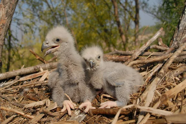 Witstaartarend Het Nest Met Kleine Vogels Haliaetus Albicilla Stockfoto