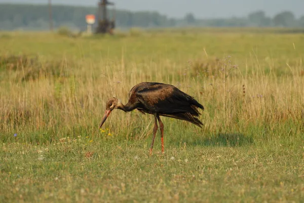 White Stork Dirty Oil Catastrophe Stock Picture