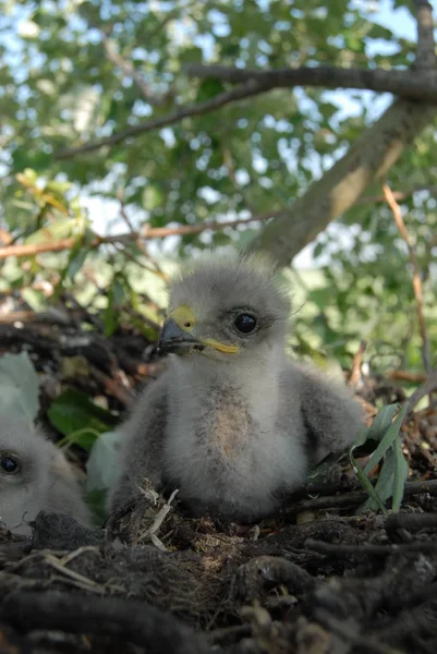 Witstaartarend Het Nest Met Kleine Vogels Haliaetus Albicilla Rechtenvrije Stockfoto's