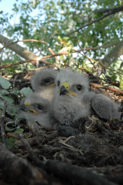 Witstaartarend Het Nest Met Kleine Vogels Haliaetus Albicilla Stockfoto
