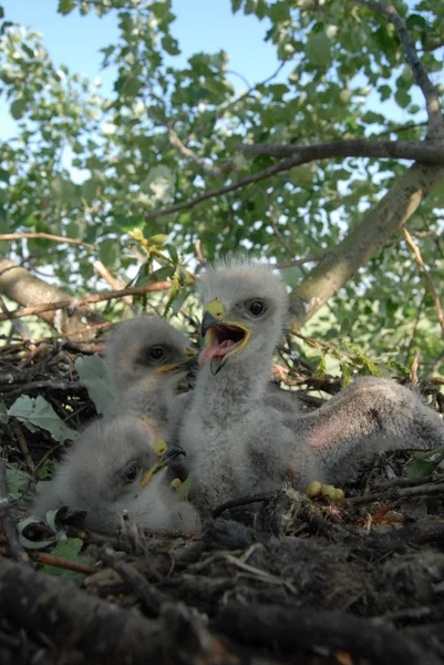 白尾鹰与小鸟筑巢中的白尾鹰 图库图片