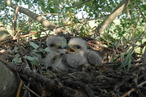 小さな鳥と巣の中の白い尾のワシ Haliaetus Albiilla ロイヤリティフリーのストック画像