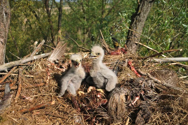 小さな鳥と巣の中の白い尾のワシ Haliaetus Albiilla ロイヤリティフリーのストック写真