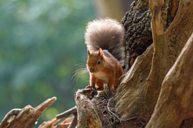 Kızıl sincap arkadan aydınlatmalı
