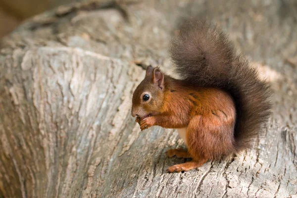 Rotes Eichhörnchen auf Baumstamm — Stockfoto
