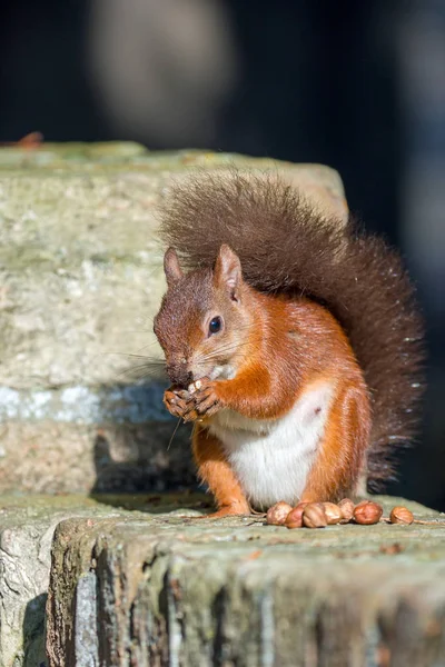 Rotes Eichhörnchen an der Wand — Stockfoto