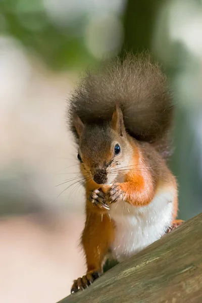 Red Squirrel with Nut — Stock Photo, Image