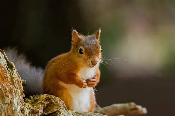 Rotes Eichhörnchen mit Pfoten nach oben — Stockfoto