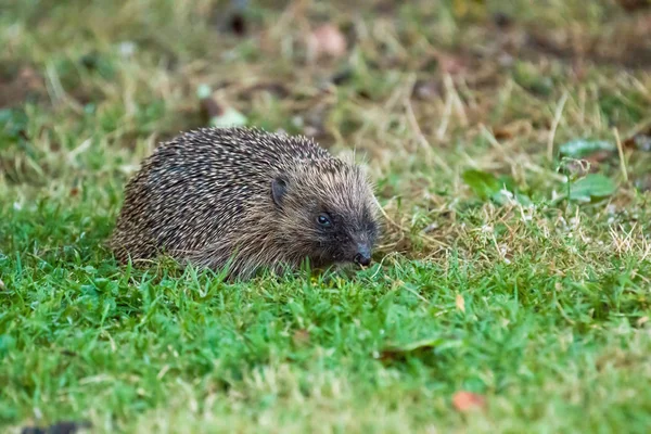 European Hedgehog di taman — Stok Foto