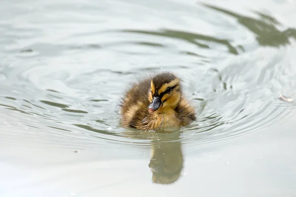 Junges Entlein schwimmt — Stockfoto