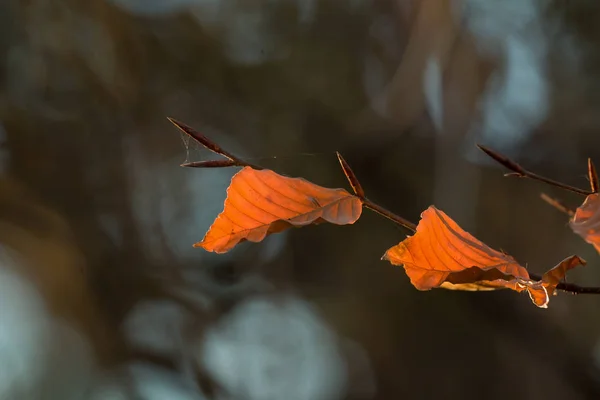 Kayın ağacı yaprakları arkadan aydınlatmalı güneş ışığı tarafından — Stok fotoğraf